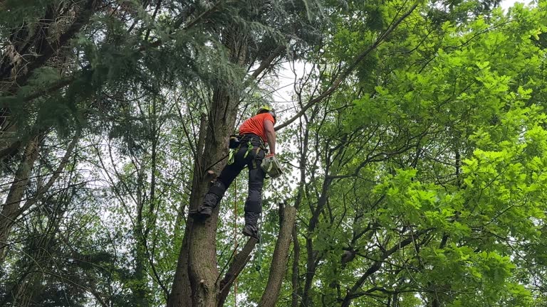 Best Emergency Tree Removal  in Key Center, WA